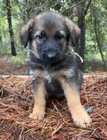 AKC Golden Boy, a male German Shepherd Dog for sale in Redding Ridge, CT – Photo 5 of 5