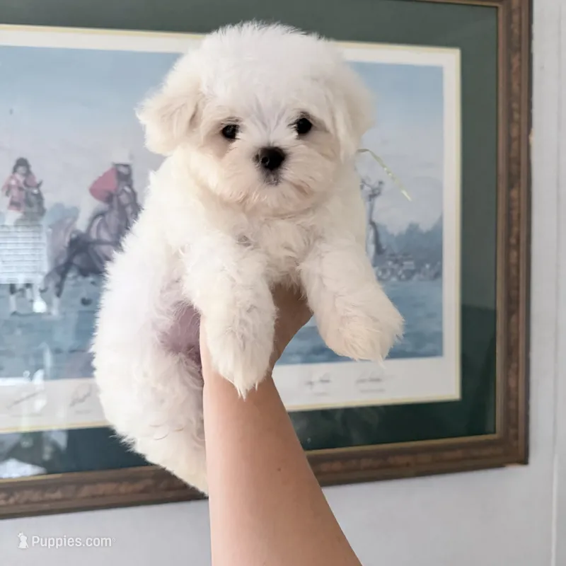 AKC Bentley – Maltese puppy for sale in Redding, CT