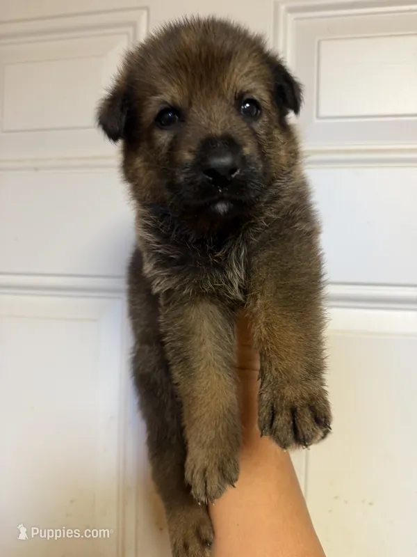 AKC Mousse DDR blood line  – German Shepherd Dog puppy for sale in Tiverton, RI