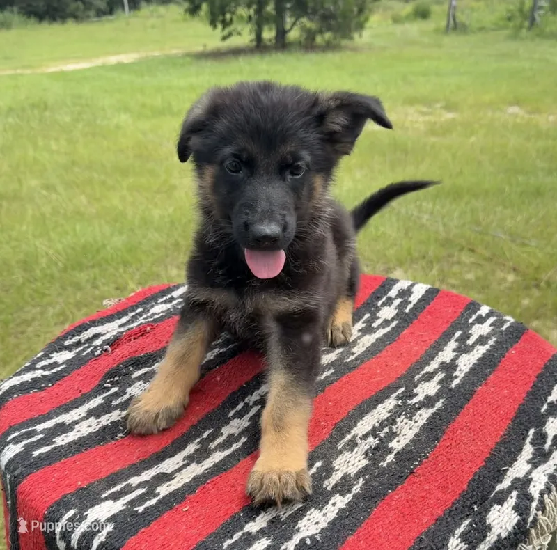 AKC Red, standard short coat – German Shepherd Dog puppy for sale in Tiverton, RI