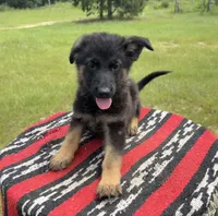 AKC Red, standard short coat, a male German Shepherd Dog for sale in Tiverton, RI – 1 of 3
