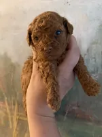 Chilly , a female Poodle - Miniature  for sale in Tiverton, RI – 3 of 6