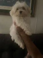 AKC LEO, a male Maltese for sale in Redding Ridge, CT – Photo 4 of 4