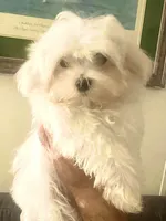 AKC LEO, a male Maltese for sale in Redding Ridge, CT – Photo 2 of 4