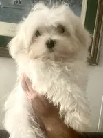 AKC LEO, a male Maltese for sale in Redding Ridge, CT – Photo 1 of 4