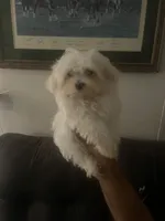 AKC LEO, a male Maltese for sale in Redding Ridge, CT – Photo 3 of 4