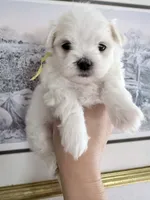 AKC Bentley ( smallest puppy), a male Maltese for sale in Redding, CT – 3 of 3