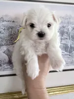 AKC Bentley ( smallest puppy), a male Maltese for sale in Redding, CT – 2 of 3