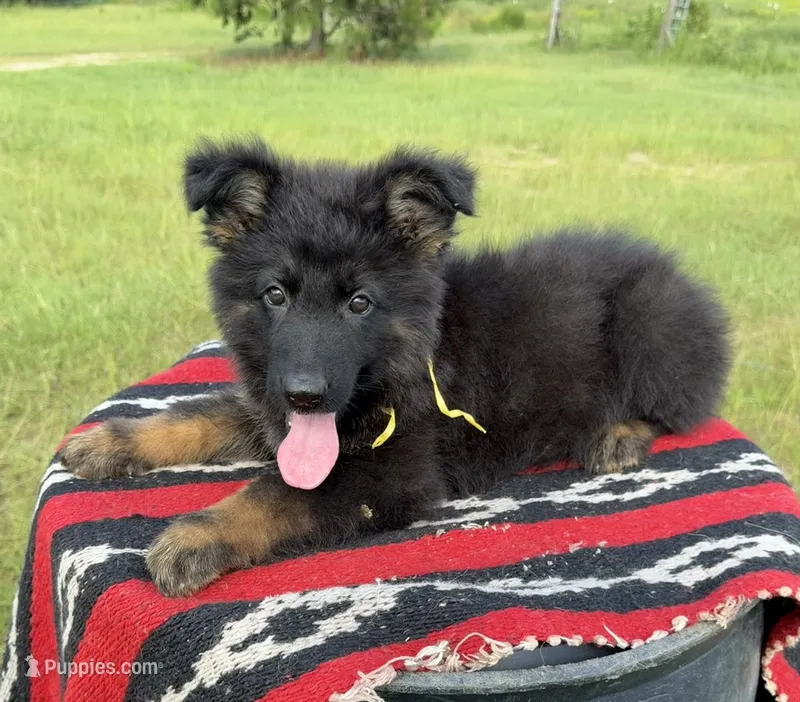 AKC Yellow, long coat  – German Shepherd Dog puppy for sale in Tiverton, RI