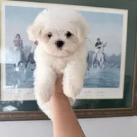 AKC Bentley, a male Maltese for sale in Redding, CT – 3 of 3