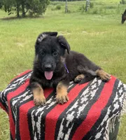 AKC Purple, standard short coat, a male German Shepherd Dog for sale in Tiverton, RI – 2 of 3