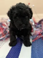 Jade, a female Miniature Schnauzer for sale in Montgomery, TX – 1 of 1
