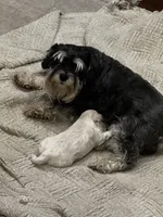 Ivan, a male Miniature Schnauzer for sale in Montgomery, TX – Photo 5 of 8