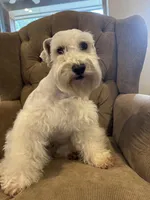 Ivan, a male Miniature Schnauzer for sale in Montgomery, TX – Photo 8 of 8