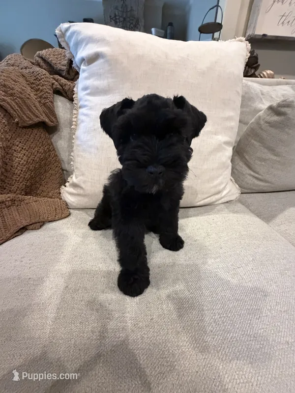 Lizzo – Miniature Schnauzer puppy for sale in Montgomery, TX