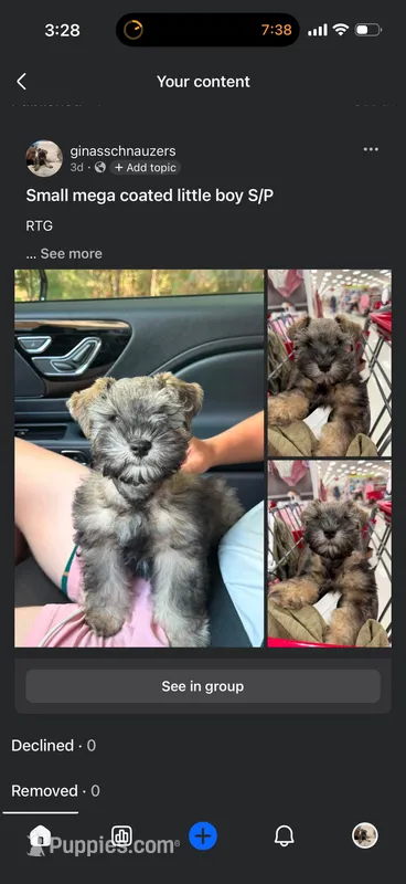 Prince Reba – Miniature Schnauzer puppy for sale in Montgomery, TX