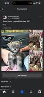 Prince Reba, a male Miniature Schnauzer for sale in Montgomery, TX – 1 of 1