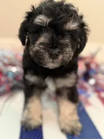 Rudder, a male Miniature Schnauzer for sale in Montgomery, TX – 2 of 2