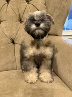 Prince, a male Miniature Schnauzer for sale in Montgomery, TX – 3 of 4