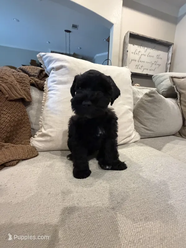Jade – Miniature Schnauzer puppy for sale in Montgomery, TX