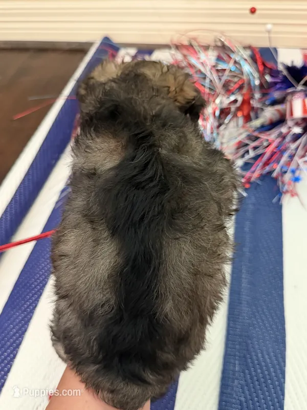 Prince Reba – Miniature Schnauzer puppy for sale in Montgomery, TX