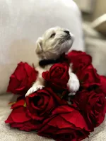 Ivan, a male Miniature Schnauzer for sale in Montgomery, TX – Photo 3 of 8