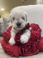 Ivan, a male Miniature Schnauzer for sale in Montgomery, TX – Photo 1 of 8