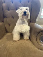 Ivan, a male Miniature Schnauzer for sale in Montgomery, TX – Photo 6 of 8