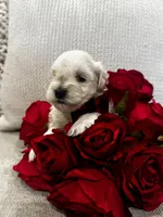 Ivan, a male Miniature Schnauzer for sale in Montgomery, TX – Photo 4 of 8