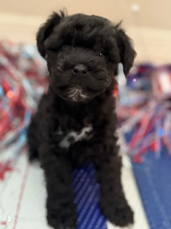 Fancy – Miniature Schnauzer puppy for sale in Montgomery, TX