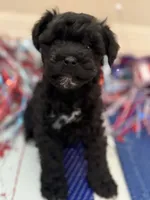Fancy, a female Miniature Schnauzer for sale in Montgomery, TX – 1 of 1