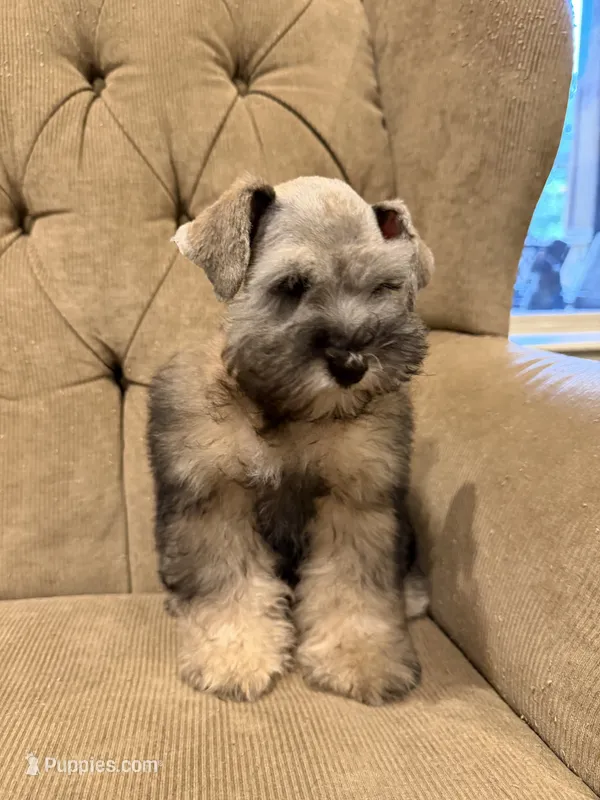 Prince Reba – Miniature Schnauzer puppy for sale in Montgomery, TX
