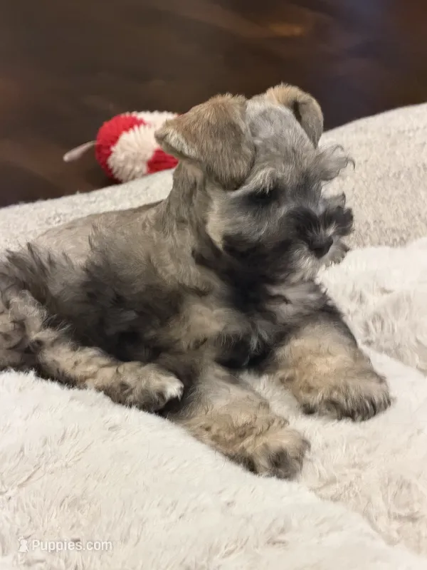 Prince Reba – Miniature Schnauzer puppy for sale in Montgomery, TX