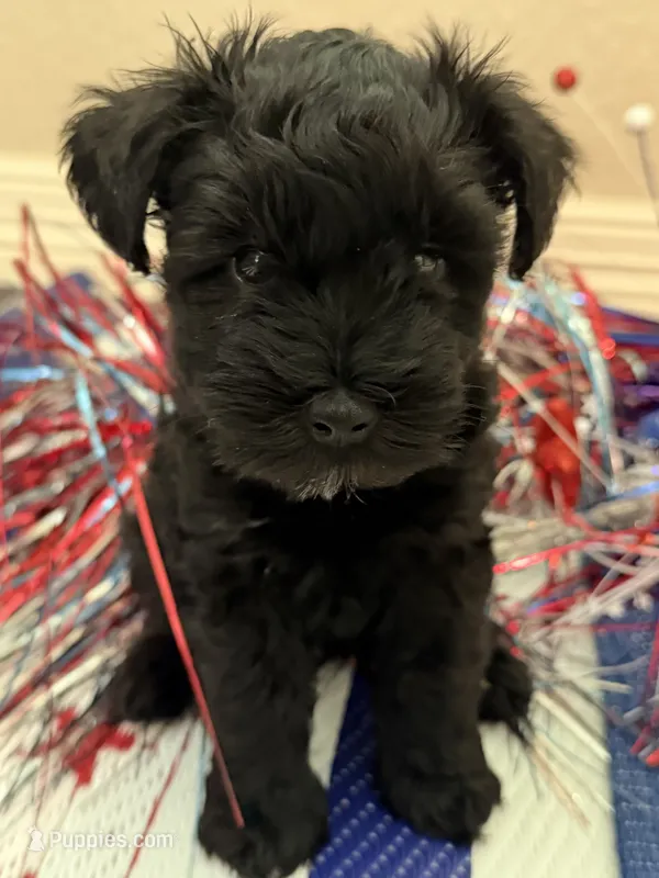 Lizzo – Miniature Schnauzer puppy for sale in Montgomery, TX