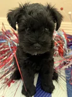 Lizzo, a female Miniature Schnauzer for sale in Montgomery, TX – 1 of 2