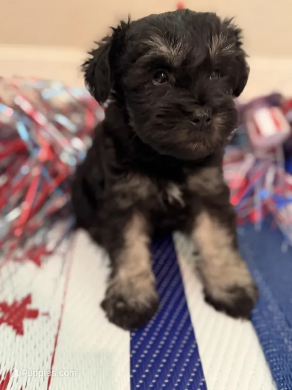 Aggie – Miniature Schnauzer puppy for sale in Montgomery, TX