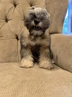 Prince, a male Miniature Schnauzer for sale in Montgomery, TX – 2 of 4