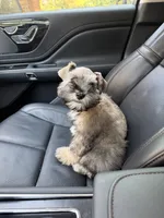Prince, a male Miniature Schnauzer for sale in Montgomery, TX – 4 of 4