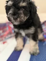 Rudder, a male Miniature Schnauzer for sale in Montgomery, TX – 1 of 2