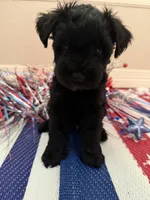 Lizzo, a female Miniature Schnauzer for sale in Montgomery, TX – 2 of 2