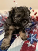 Prince Reba, a male Miniature Schnauzer for sale in Montgomery, TX – 2 of 3