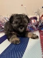 Prince Reba, a male Miniature Schnauzer for sale in Montgomery, TX – 3 of 3