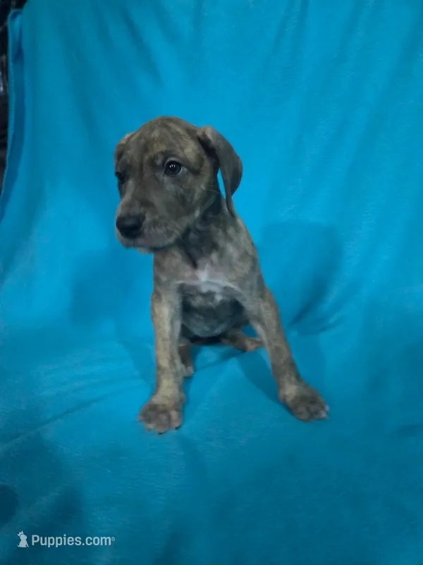 Pink – Great Dane puppy for sale in Wrightsville, PA
