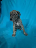 Pink, a female Great Dane for sale in Wrightsville, PA – 1 of 4