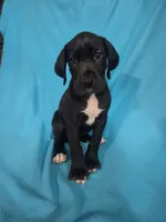 Green, a female Great Dane for sale in Wrightsville, PA – 2 of 4