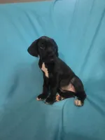 Green, a female Great Dane for sale in Wrightsville, PA – 4 of 4