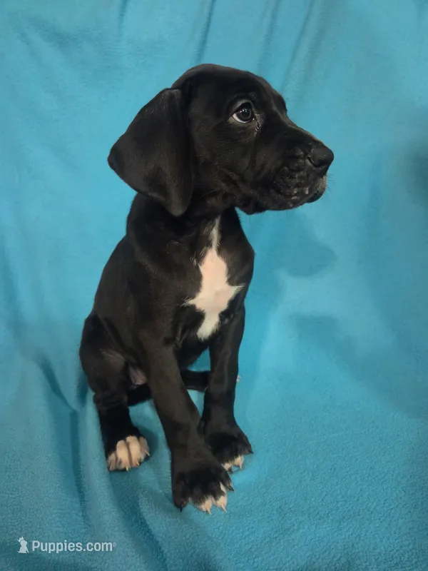 Green – Great Dane puppy for sale in Wrightsville, PA