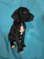 Green, a female Great Dane for sale in Wrightsville, PA – 1 of 4