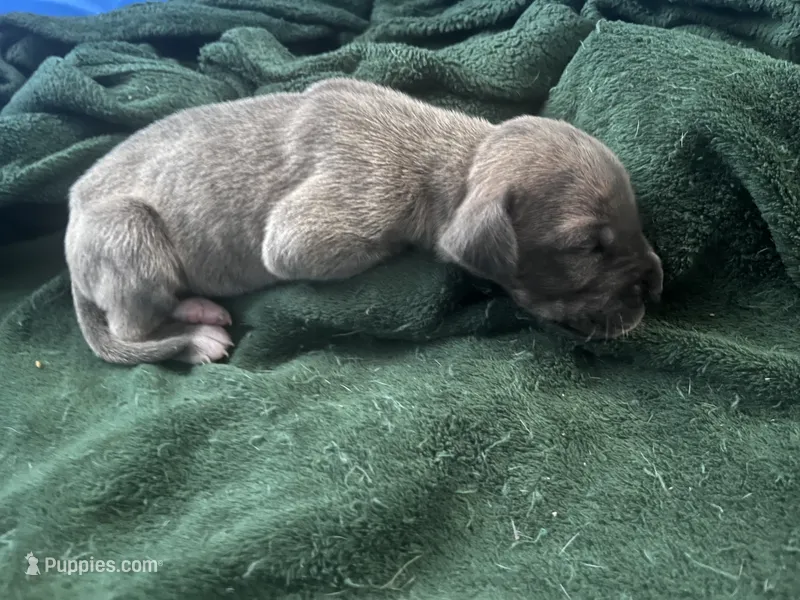 Red – Great Dane puppy for sale in Wrightsville, PA