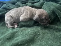 Red, a male Great Dane for sale in Wrightsville, PA – 1 of 1